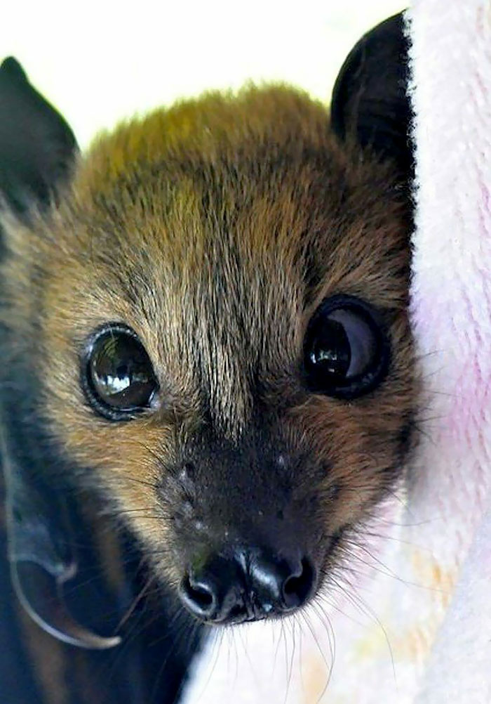 Adorable Bat