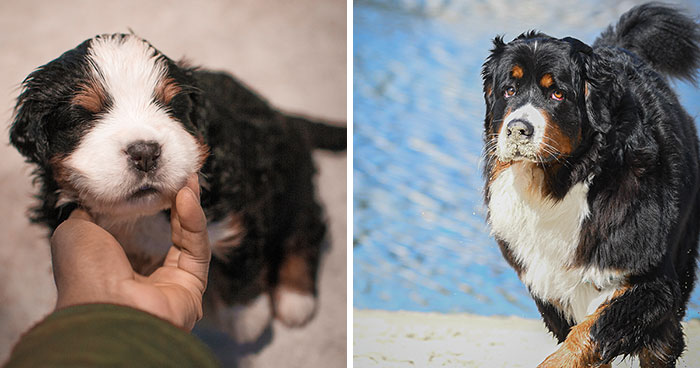40 Photos Showing A 5-Year Difference Of Our Dog: Puppy To Adult