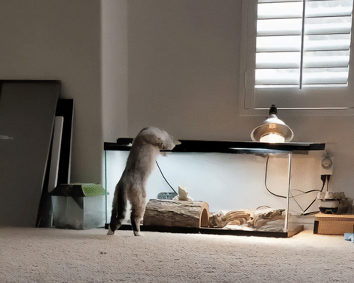 Rare Moment Captured This Morning As Our Cat (Who Is Very Shy) Booped Our Bearded Dragon (Who Is Always Sleeping Under His Rock)