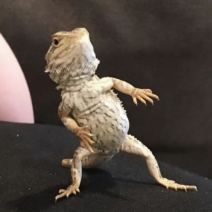 Can't Tell If He's Dancing Or Dodging Bullets