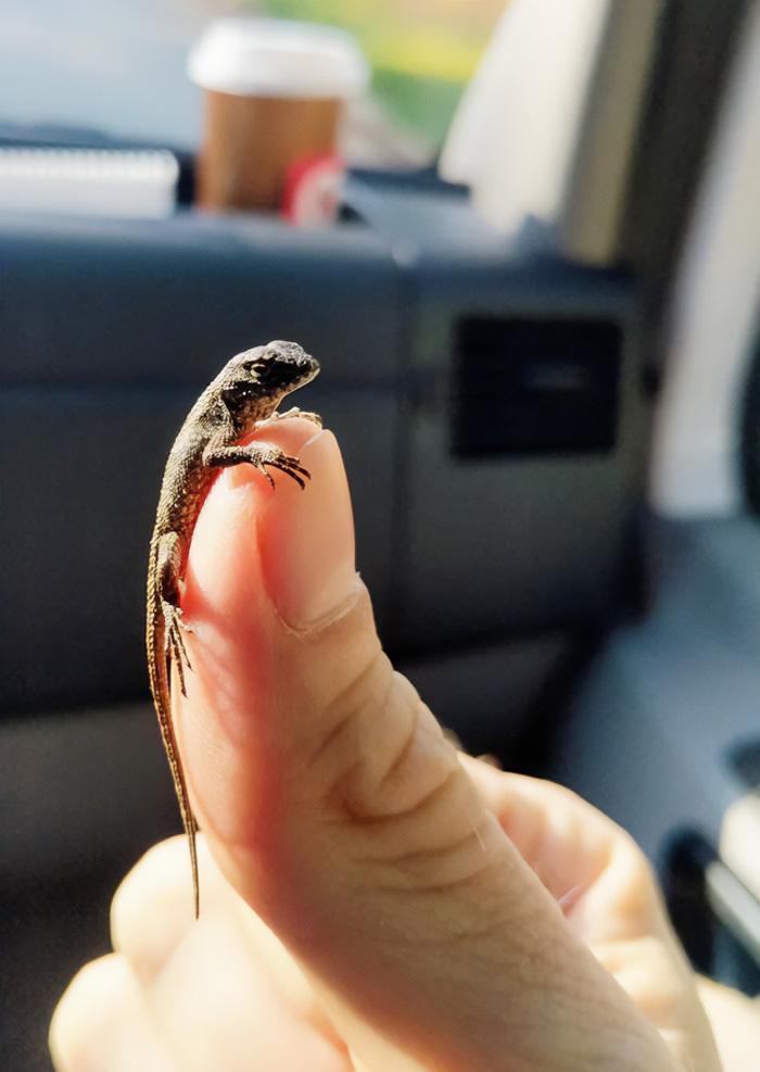 A Cute Lil Lizard Baby