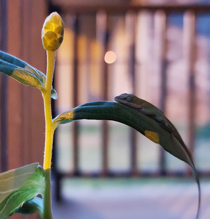 Lizard Friend That Is Always Sleeping On Plants Around My Porch