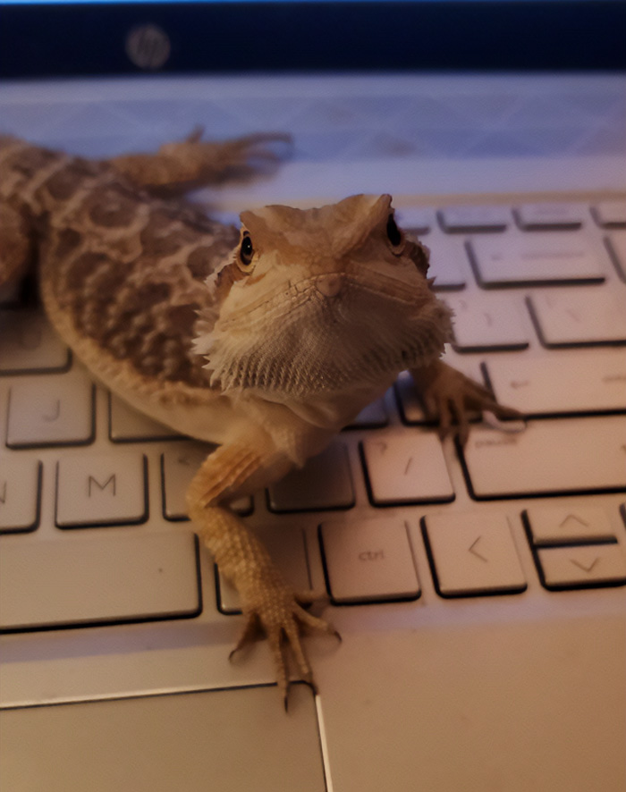 I Have A Friend That Won't Come Over Because I Let My "Ugly Lizard" Out