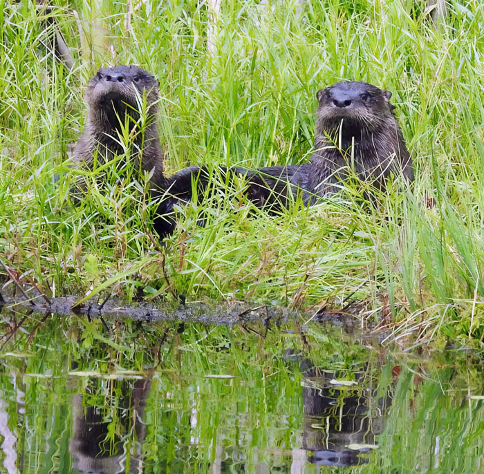 A Happy Couple Enjoying Eachotter's Company At Our Backyard Pond