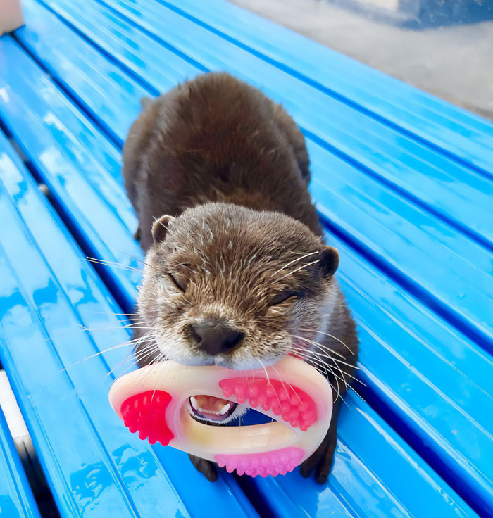 Happy Otter