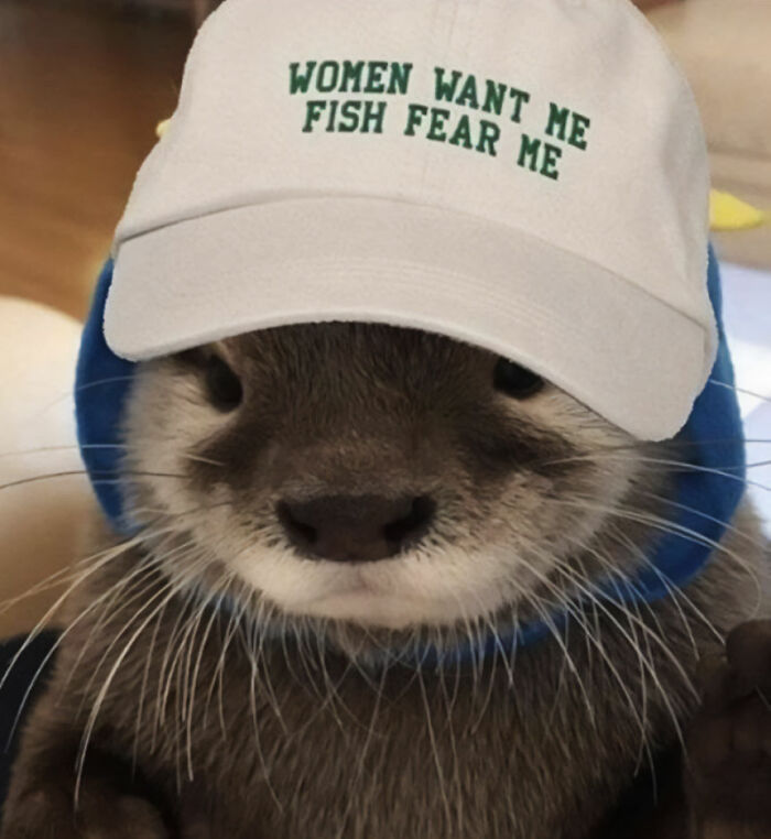 Cute otter wearing a funny hat with text "Women want me, fish fear me" for a playful and adorable look.