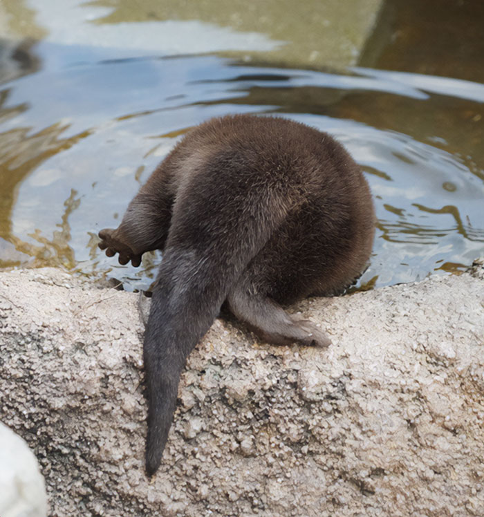 Hi, I'm Dr. Cheeks. I'm Doing My Rounds And I'm A Little Behind