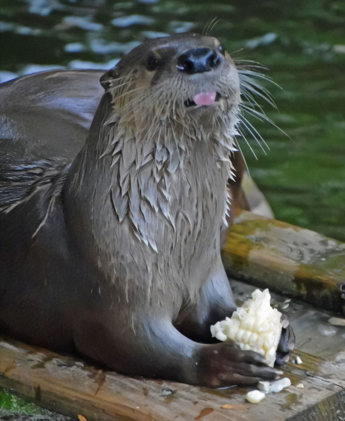 Piper Enjoying Her Corn Food Enrichment