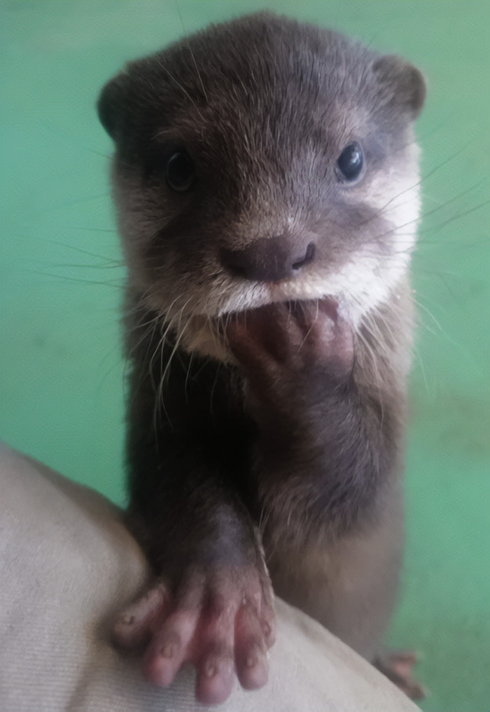 Close-up of an adorable otter with its paw on a beige surface, capturing its cute expression.