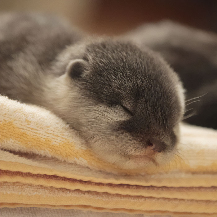 Sleeping otter pup nestled on soft towels, showcasing one of the cutest animals.