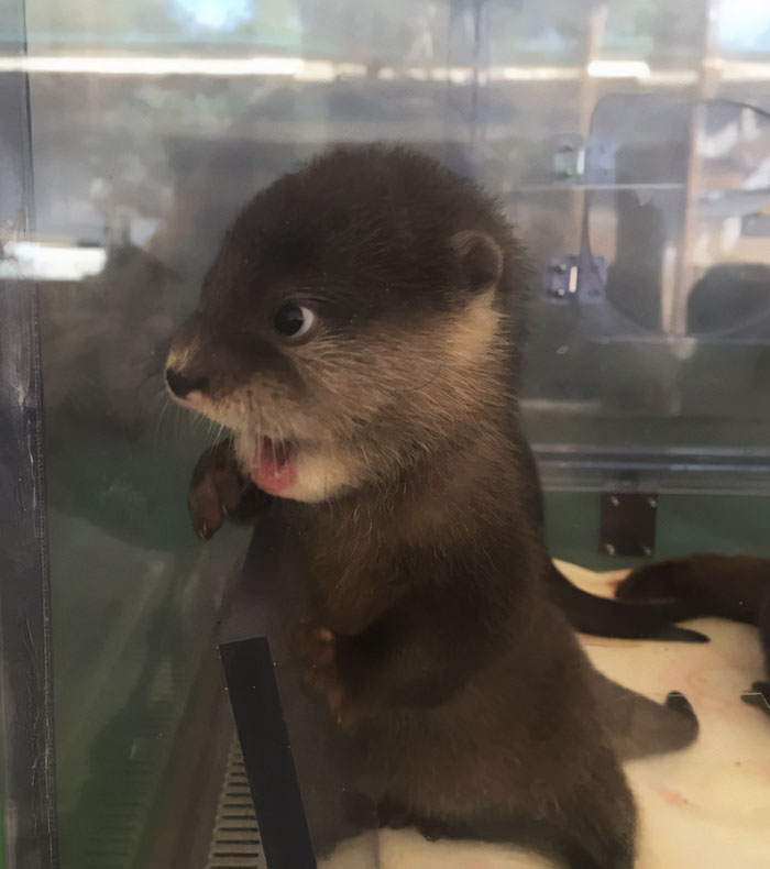 Adorable otter pup with mouth open behind glass, showcasing its cuteness.