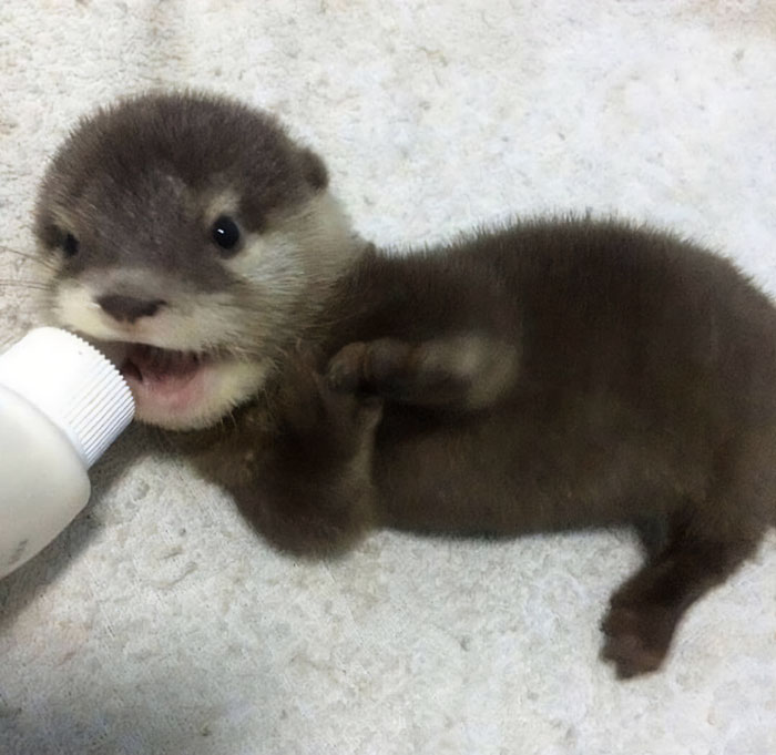 Little Otter