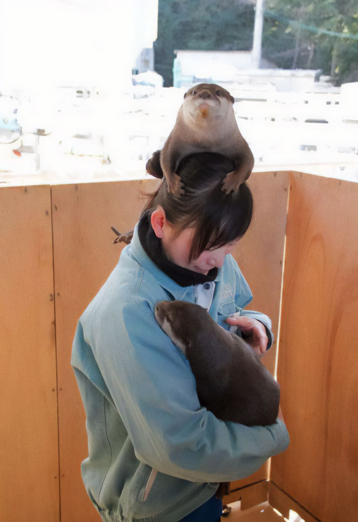 Angry Otter On Top Of A Ladies Head