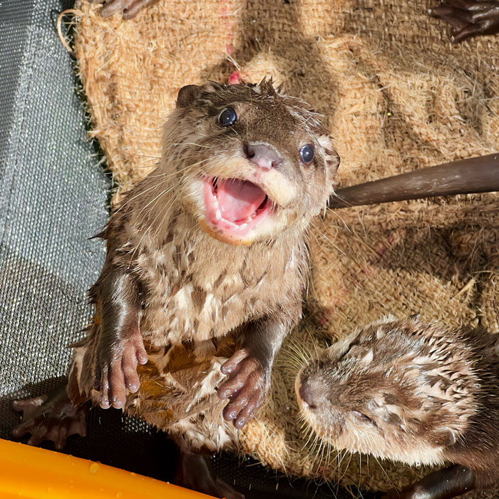 Wet otter with open mouth standing on burlap, another otter nearby, showcasing the cuteness of otters.