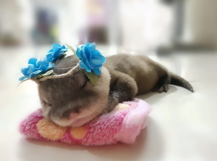 Adorable otter with blue flowers on head, sleeping on a pink pillow, showing why otters are the cutest animals.