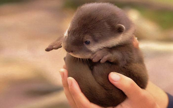Otter