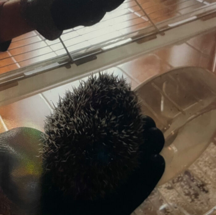 My Pretty Bad Photo Of My Hedgehog Cello