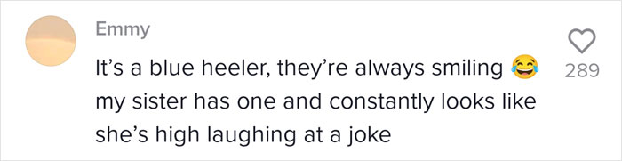 Dog Goes Viral For Photobombing Its Owners’ Wedding Picture, Others Share Their Own Pics Dog Goes Viral For Photobombing Its Owners’ Wedding Picture, Others Share Their Own Pics