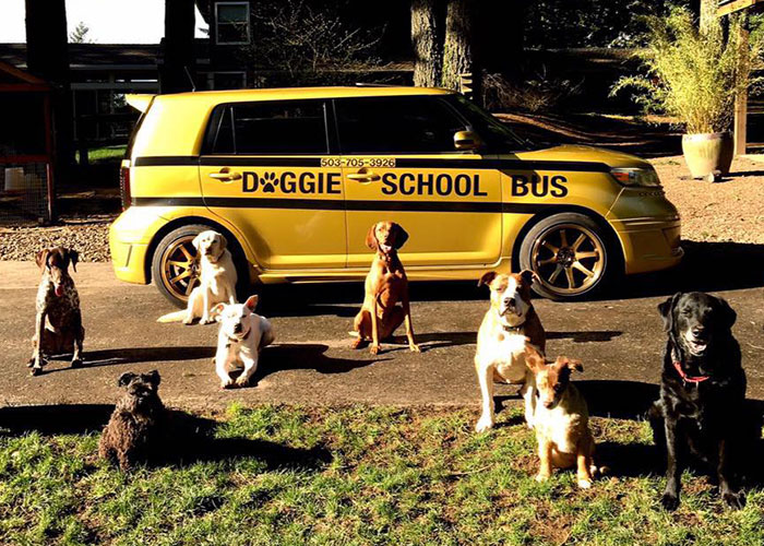 “My Dog Isn't Lonely At Home”: Adorable Doggy School Bus Picks Up Pups Every Day And Takes Them To Daycare - 1