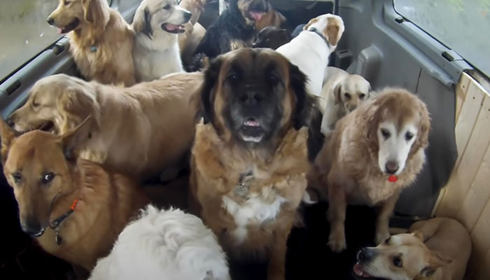 “My Dog Isn't Lonely At Home”: Adorable Doggy School Bus Picks Up Pups Every Day And Takes Them To Daycare - 4