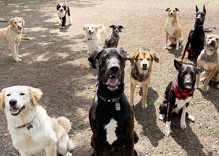 “My Dog Isn't Lonely At Home”: Adorable Doggy School Bus Picks Up Pups Every Day And Takes Them To Daycare - 10