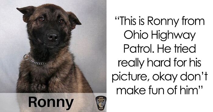 “Dogs With Jobs”: 50 Adorable And Wholesome Pics From This Online Group