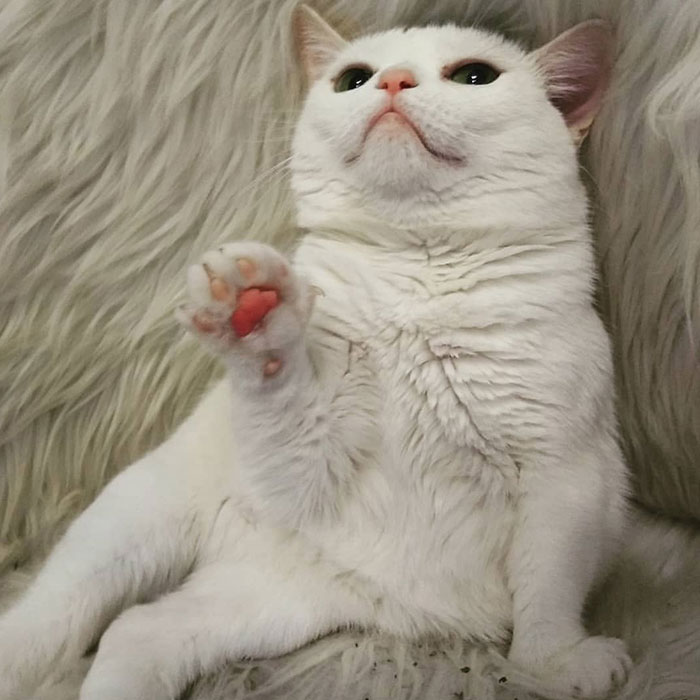 Sassiest Dwarf Kitten Comes Into Woman's Home, Steals Her Heart And Becomes Internet Sensation