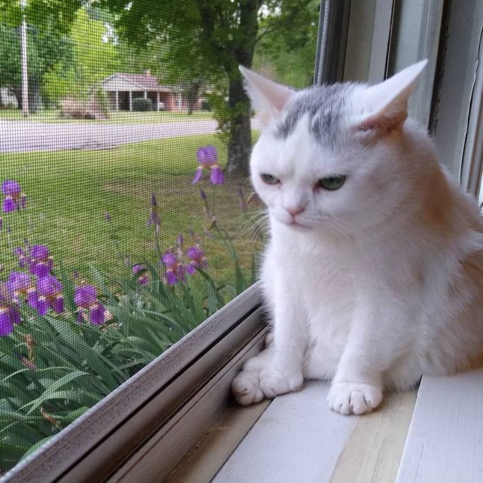 Sassiest Dwarf Kitten Comes Into Woman's Home, Steals Her Heart And Becomes Internet Sensation