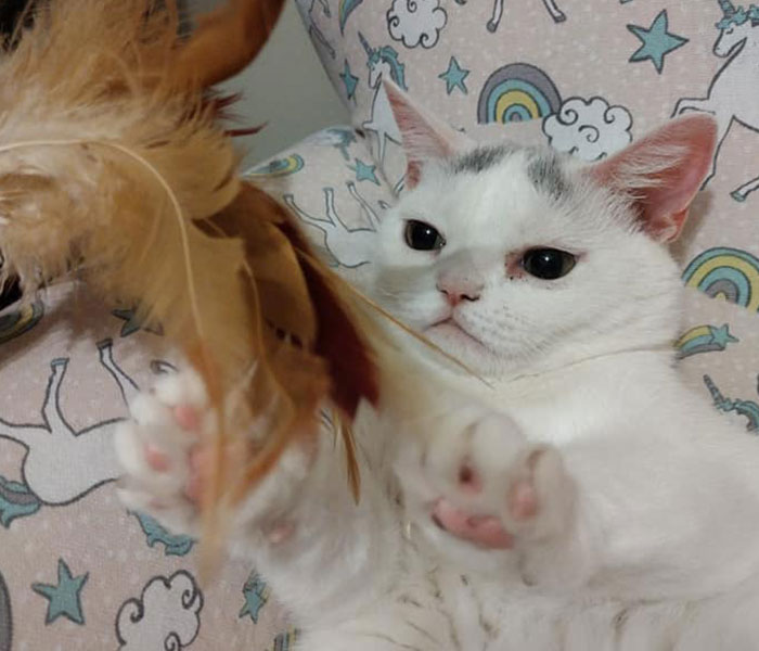 Sassiest Dwarf Kitten Comes Into Woman's Home, Steals Her Heart And Becomes Internet Sensation