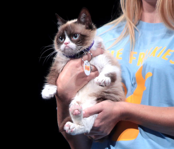 Sassiest Dwarf Kitten Comes Into Woman's Home, Steals Her Heart And Becomes Internet Sensation