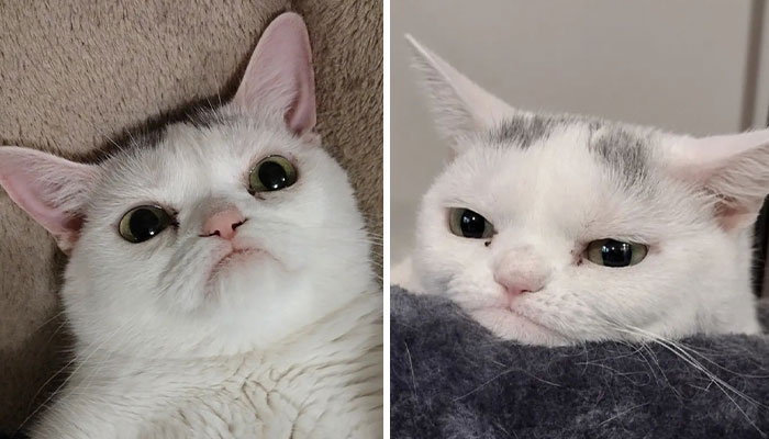 Sassiest Dwarf Kitten Comes Into Woman’s Home, Steals Her Heart And Becomes Internet Sensation