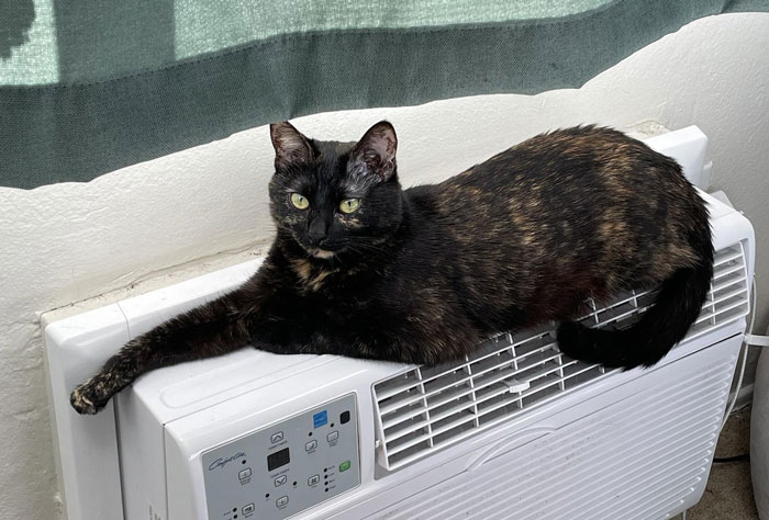 “AITA For Firing My Vet After The Way The Nurse Spoke To Me?”