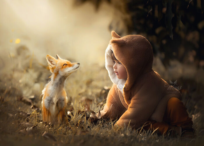 Curious Fox