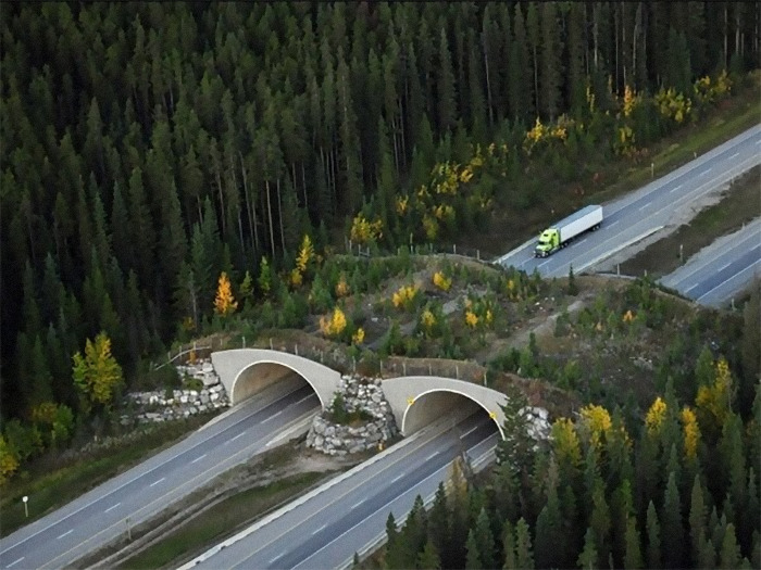 Paso de fauna salvaje, Autopista Transcanadiense, Parque Nacional de Banff, Canadá. Los 38 pasos y el cercado han reducido en más de un 80% las colisiones entre la fauna y los vehículos