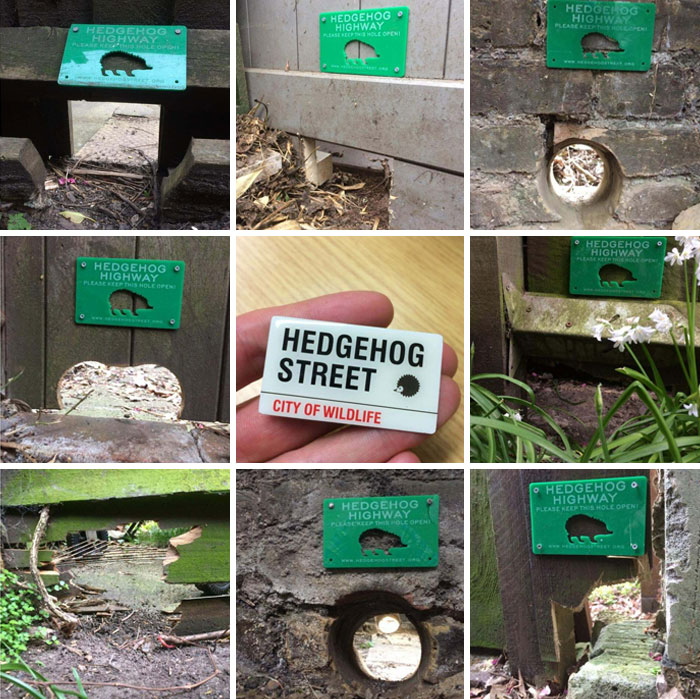 Hedgehog Highway (Dolly Parton Called These Out This Week), UK