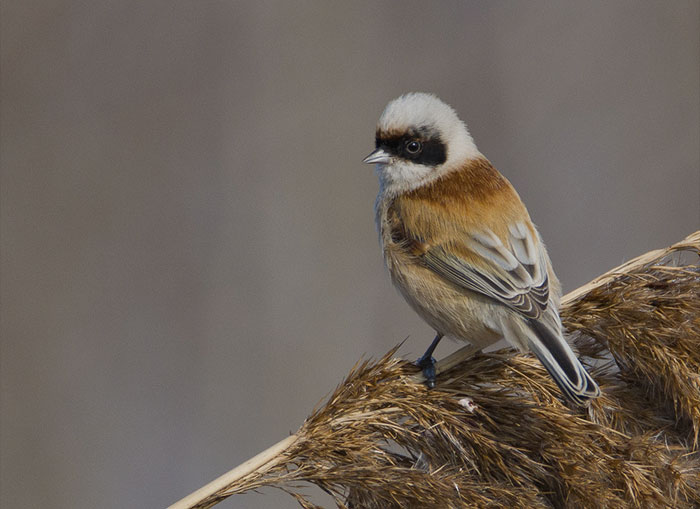 European Penduline Tit on the branch 