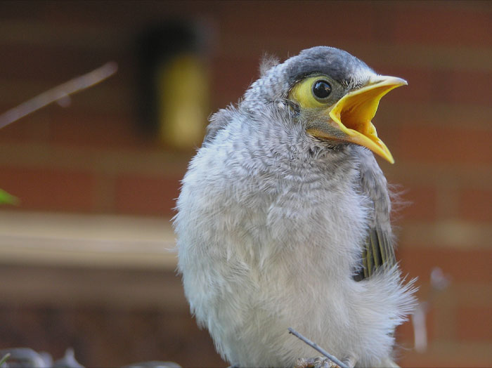 Noisy Miner screaming 