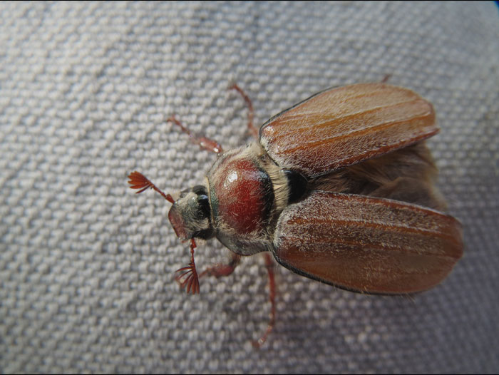 Orange and red Melolontha Melolontha