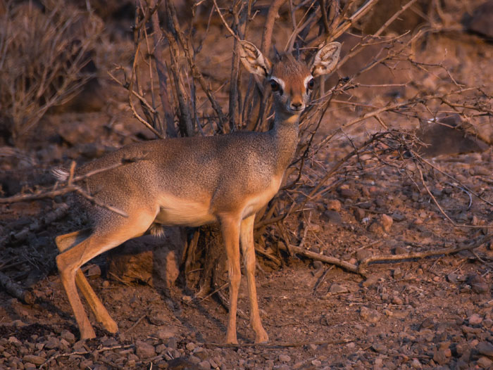 Dik-Dik standing next to trees 