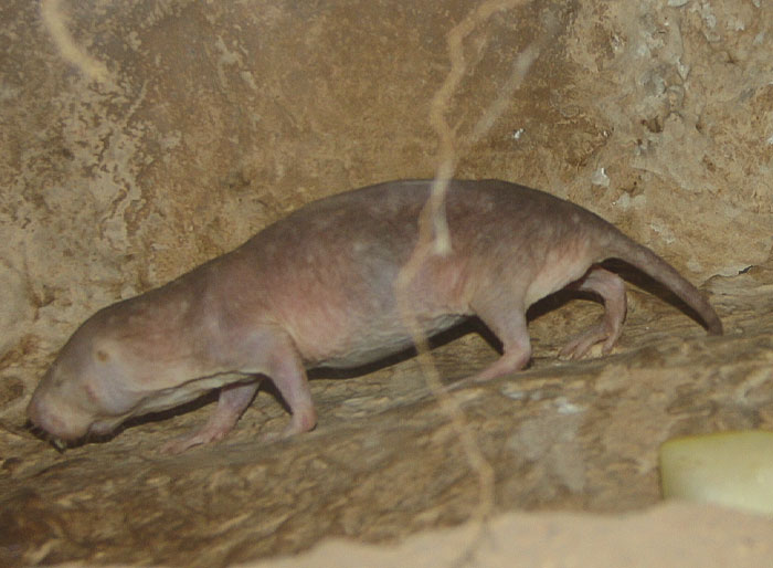 Naked Mole Rat walking 