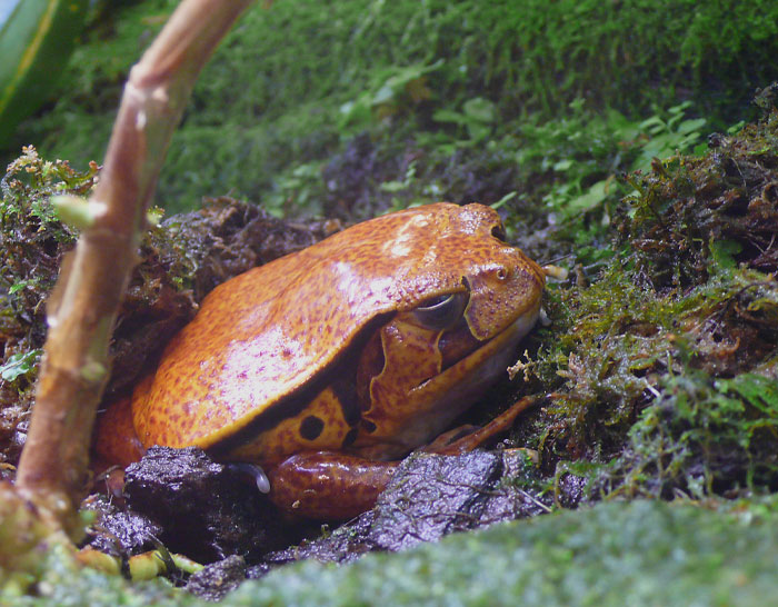 Tomato Frog taking a nap