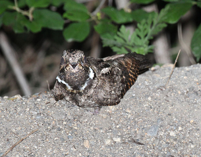 Whip-Poor-Will lying on the rock 