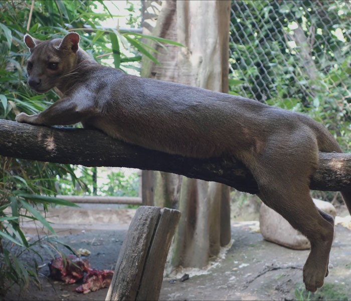 Fossa lying on the tree branch 