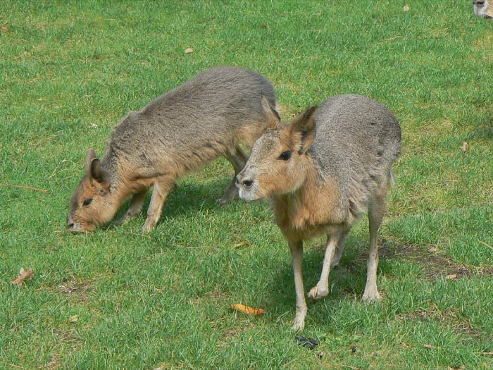 Two Patagonian Mara waking 