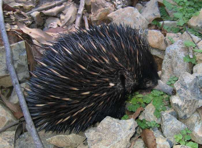 Echidna walking on the rocks 