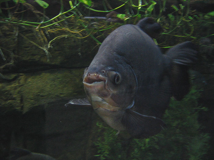 Pacu swimming underwater 