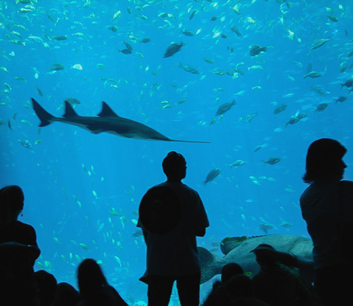 People looking at the Sawfish i the aquarium 