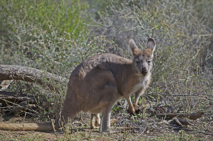 Brown Euro Kangaroo standing 