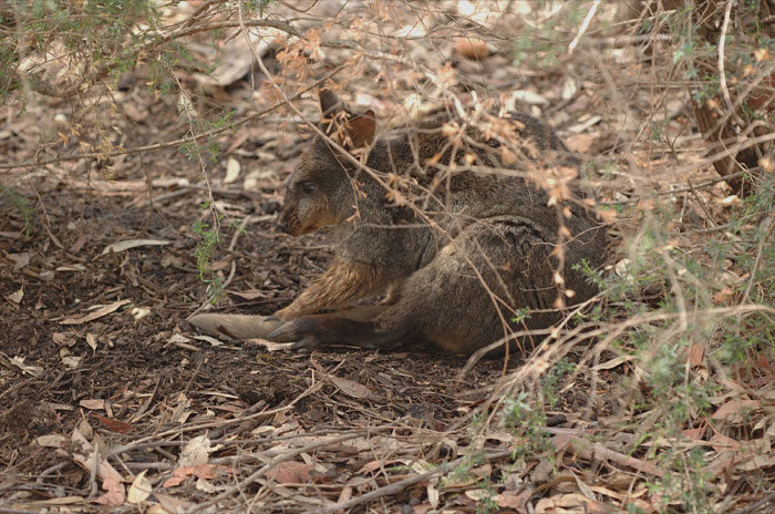 Tasmanian Pademelon lying on the ground 