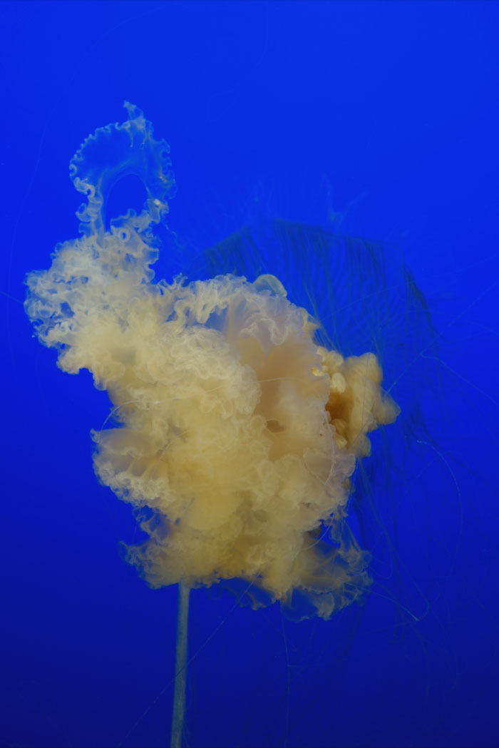 Fried Egg Jellyfish swimming 